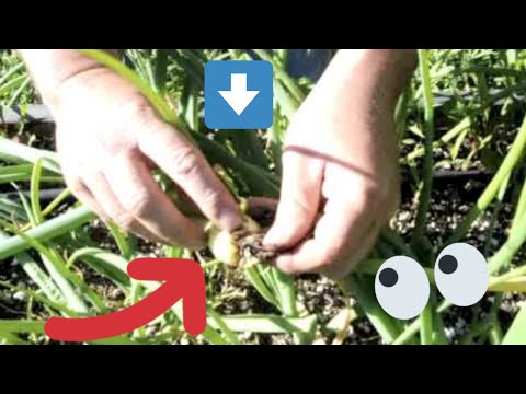 Video: Ce sunt viermii de ceapă: aflați despre controlul viermilor de ceapă