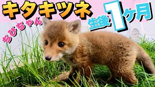 【生後1ヶ月】キツネの子どもが可愛すぎて悶絶www　Cheerful and cute fox baby