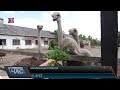 Африканські страуси на Закарпатті