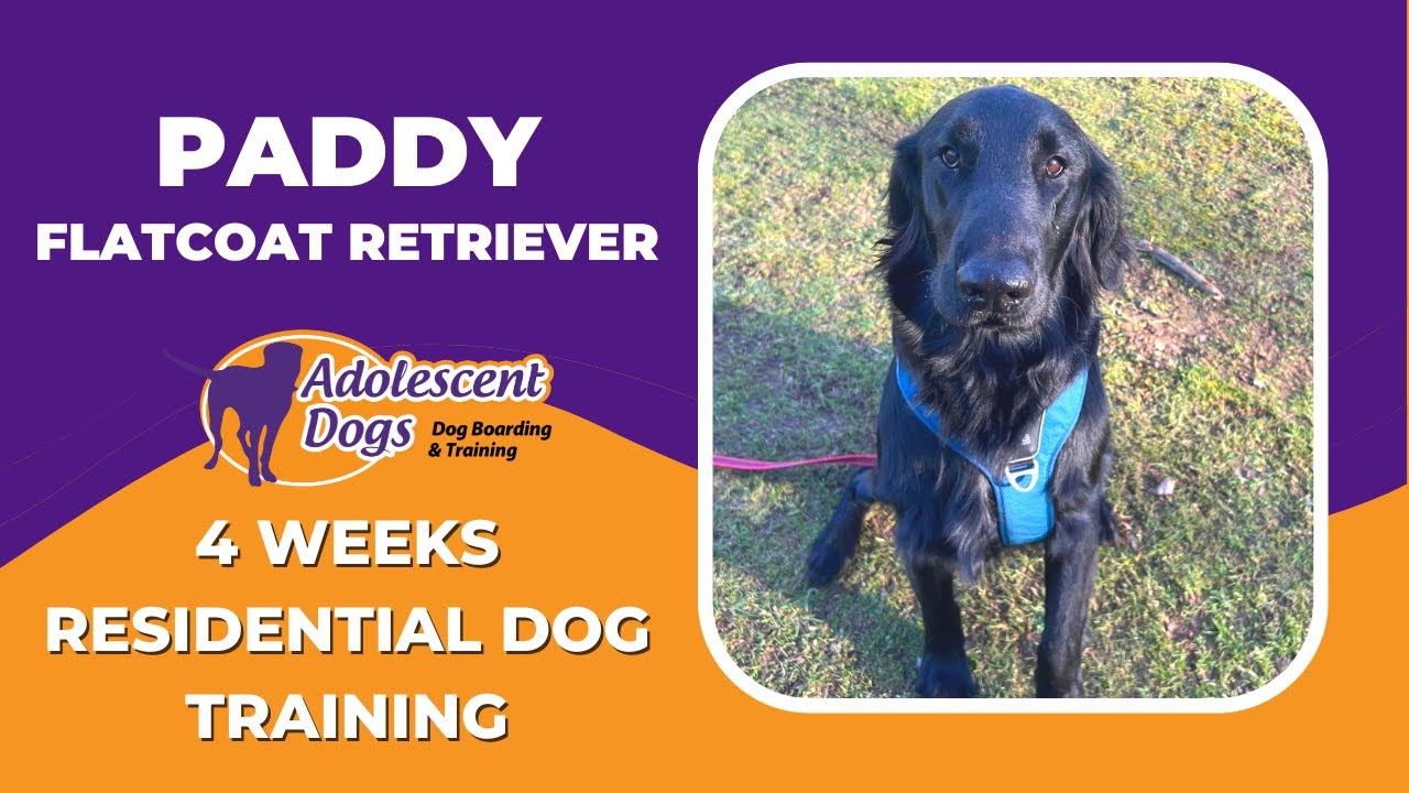 Paddy The Flatcoat Retriever 4 Weeks Residential Dog Training YouTube paddy-the-flatcoat-retriever-4-weeks-residential-dog-training-youtube