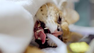 African Cat Gets Physical Exam!