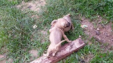 Dev lub neej sib tog zoo saib heev 21/6/2020