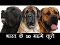 Top 10 Expensive Dogs in India