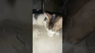Mpus santai #cat #kucinglucubandung #kucingbelangtiga #imut