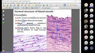 Histology Of The Heart Blood Vessels By Dr Ahmed Abdelhamid