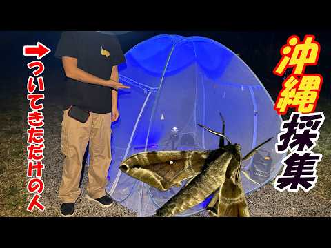 第65話：沖縄遠征！ライトトラップに参加してきた【昆虫採集】 - YouTube