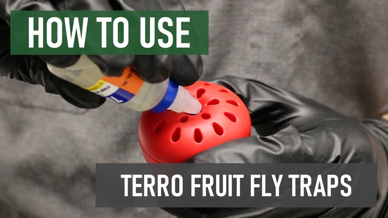 TERRO T2503SR Ready-To-Use Indoor Fruit Fly Killer and Trap with Built in  Window