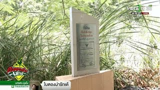 กรุงเทพฯ แปลก!!! ที่ดินที่เล็กที่สุดในประเทศไทย  | 07-06-61 | ตะลอนข่าวเช้านี้