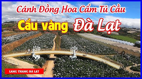 Cánh đồng HOA CẨM TÚ CẦU - Cầu Vàng Đà Lạt / Golden Bridge | LANG THANG ĐÀ LẠT | JB VINH VO