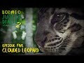 Clouded Leopard: Capturing one of the World's Rarest Cats (S02E05) | SZtv