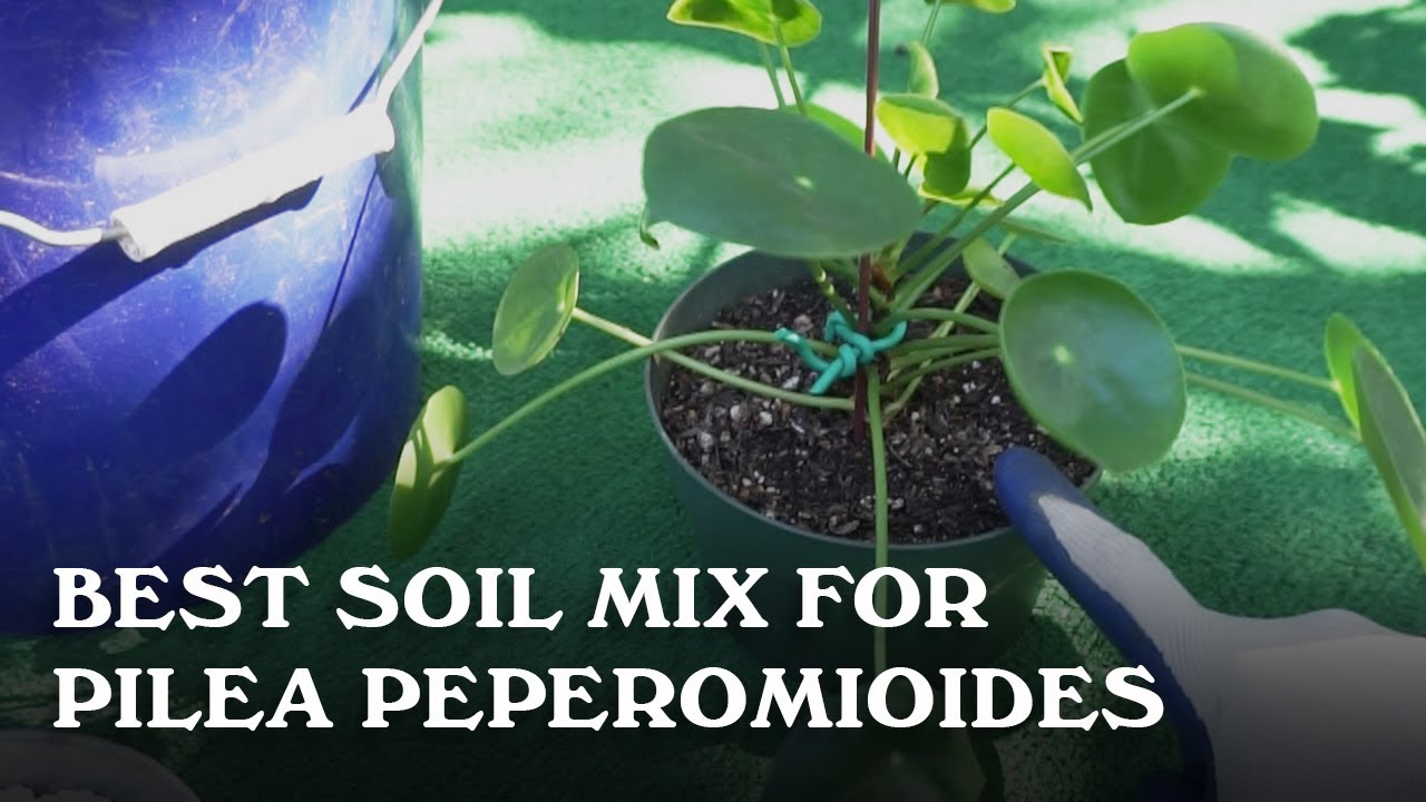 Best soil for Pilea Peperomioides. YouTube