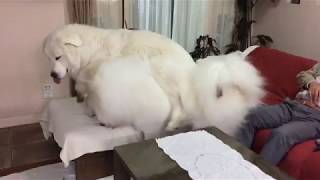 ルンルンのボス宣言 greatpyrenees グレートピレニーズ