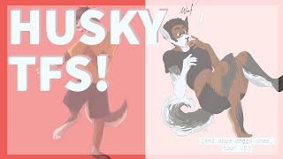 🐺【𝐑𝐄𝐐𝐔𝐄𝐒𝐓𝐄𝐃! :𝟑】 |  Husky TFs! /  Husky   Dog TF & TGs! |  𝐩𝐚𝐫𝐭 𝟒! 🐶