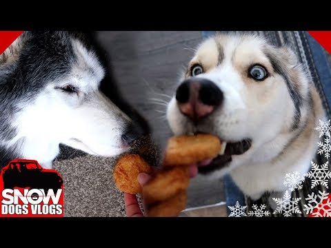 Video: Ši gelbėjimo šuns maistinė mityba buvo suteikta Jūsų „iHeartDogs“pirkimų metu