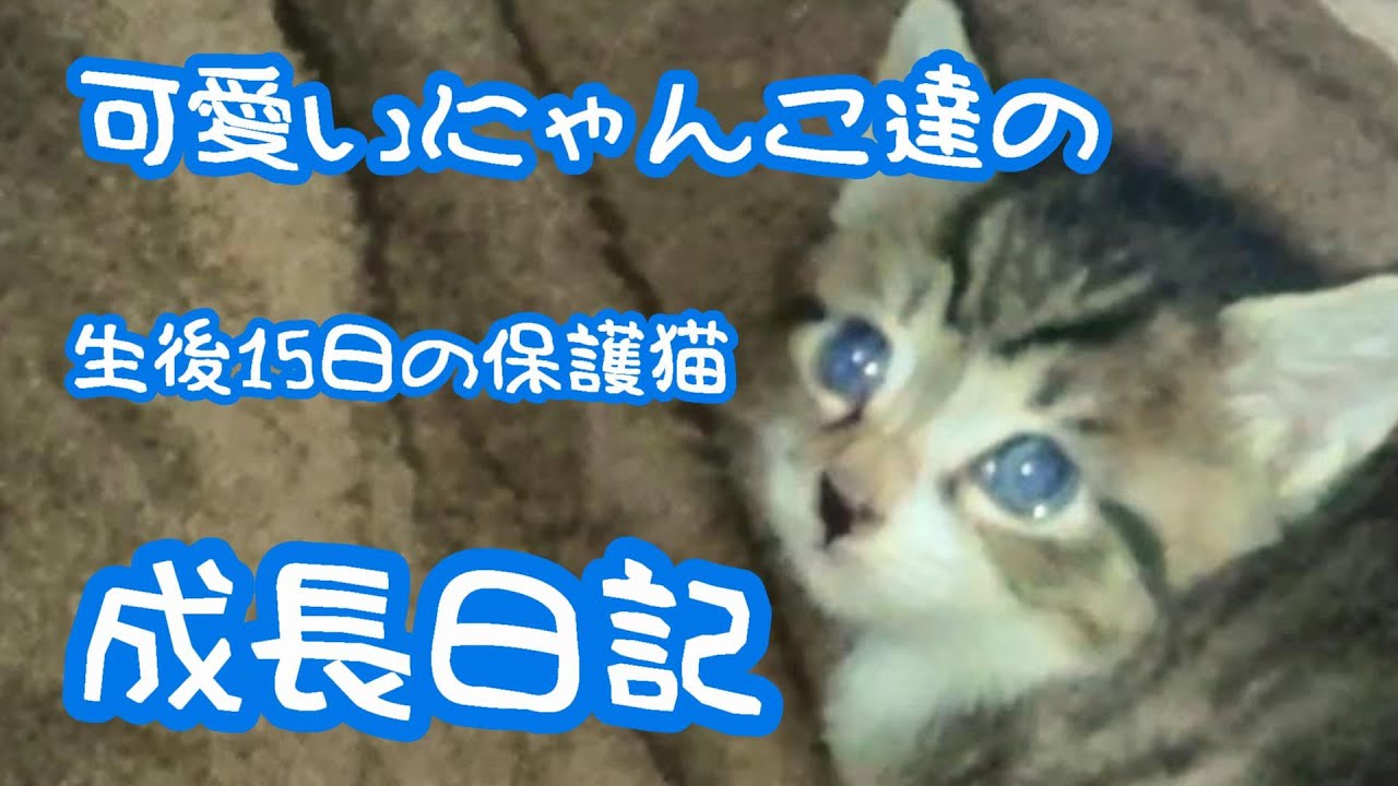 保護猫 かわいいにゃんこ達がおうちにやってきた ﾌﾞﾙｰｱｲのかわいいにゃんこの子猫日記 かわいい猫達の動画まとめサイト