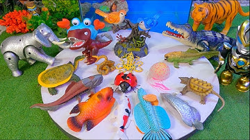 Video cá cảnh đẹp, động vật dễ thương, cá lóc, cá trê, cá koi, robot