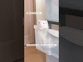 sub) ペットを飼う前に考えたこと！ #mypet #ferret #vlog #lifestyle #ペット #フェレット #ペットのいる暮らし #一人暮らし