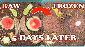 Raw vs Frozen Worm Bin Food Results!! + Worm Tower Rotation & Timelapse | Vermicompost Worm Farm