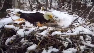 Eagle nest falls killing eaglet