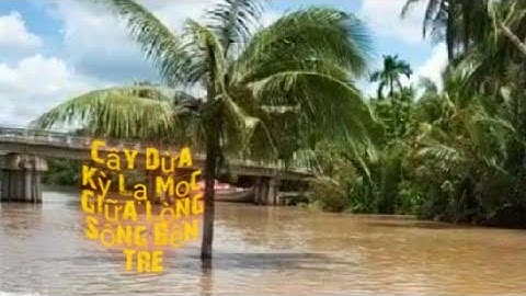 🌴🥥🌴Cây Dừa Kỳ Lạ mọc giữa Lòng Sông ở Bến Tre.