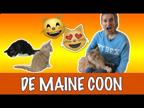 Video: Hoe Voer Je Een Maine Coon?