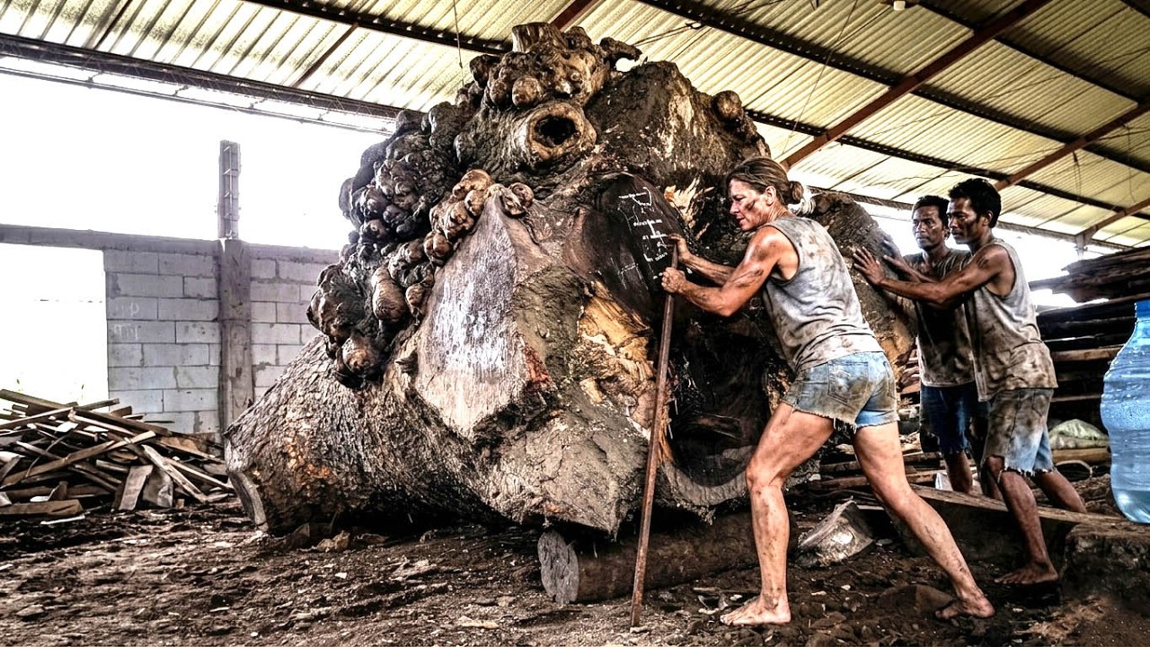 The Hardest Trembesi Tree Log Ever‼️ Extreme Horrible Root Wood Cutting ...