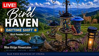 LIVE Bird Feeder Cam 🐦 Blue Ridge Mountains Bird Haven • Birds & Wildlife