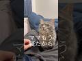 ママが寝た後に始まる猫とパパの秘密の集い #shorts #猫 #猫好きさんと繋がりたい