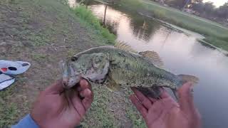 They Showed Up Again! Crappie & Bluegill Bite Is ON 🔥 #fish #fishing #bassfishing #sunfish