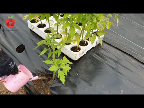 Βίντεο: Θερμοκρασιακή καταπόνηση στα φυτά - Πώς η θερμοκρασία επηρεάζει την ανάπτυξη των φυτών;