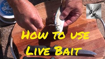 How to use live bait | The Hook and The Cook