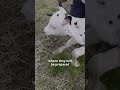 Ripped Away From Their Mothers at Birth