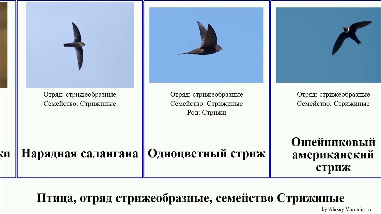 Ноги отряда Стрижеобразные