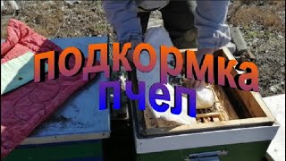 Подкормка пчел ранней весной