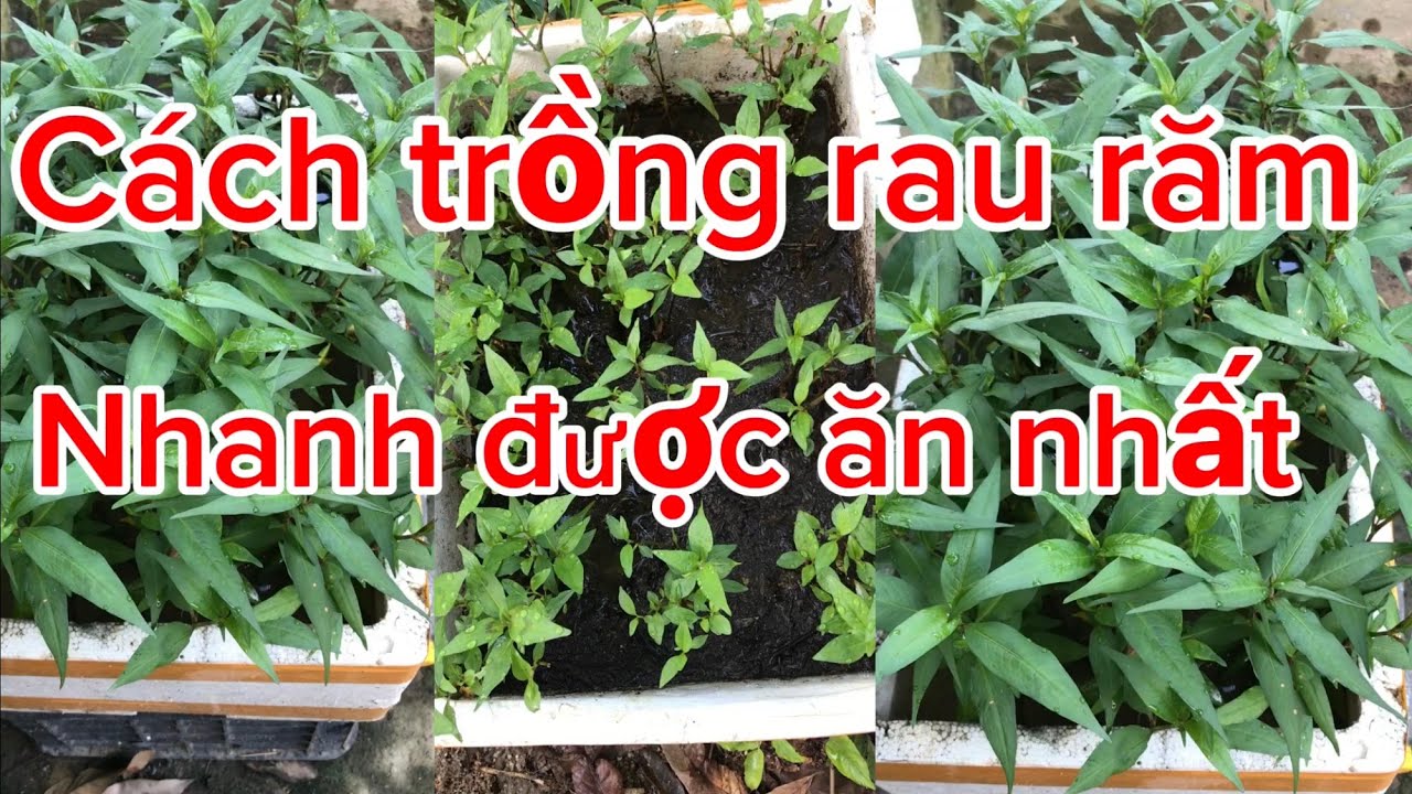 Cách trồng rau răm nhanh được ăn nhất