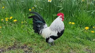 Silver Dutch bantam out on spring grass