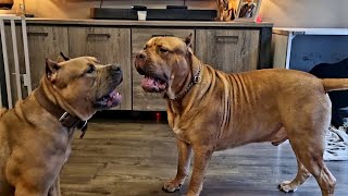My 11 months old xl puppies are getting huge 😱 by Giant Bully Pitbulls Rasit Kaplan 40,193 views 2 years ago 2 minutes, 44 seconds