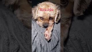 Download Lagu Uitgeputte Terriërs 🥱😴💤💤💤 MP3