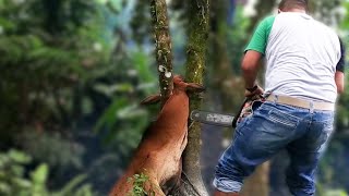 ¡Tienen que serrar el árbol para liberar a la vaca! Tensión máxima en este rescate en Indonesia