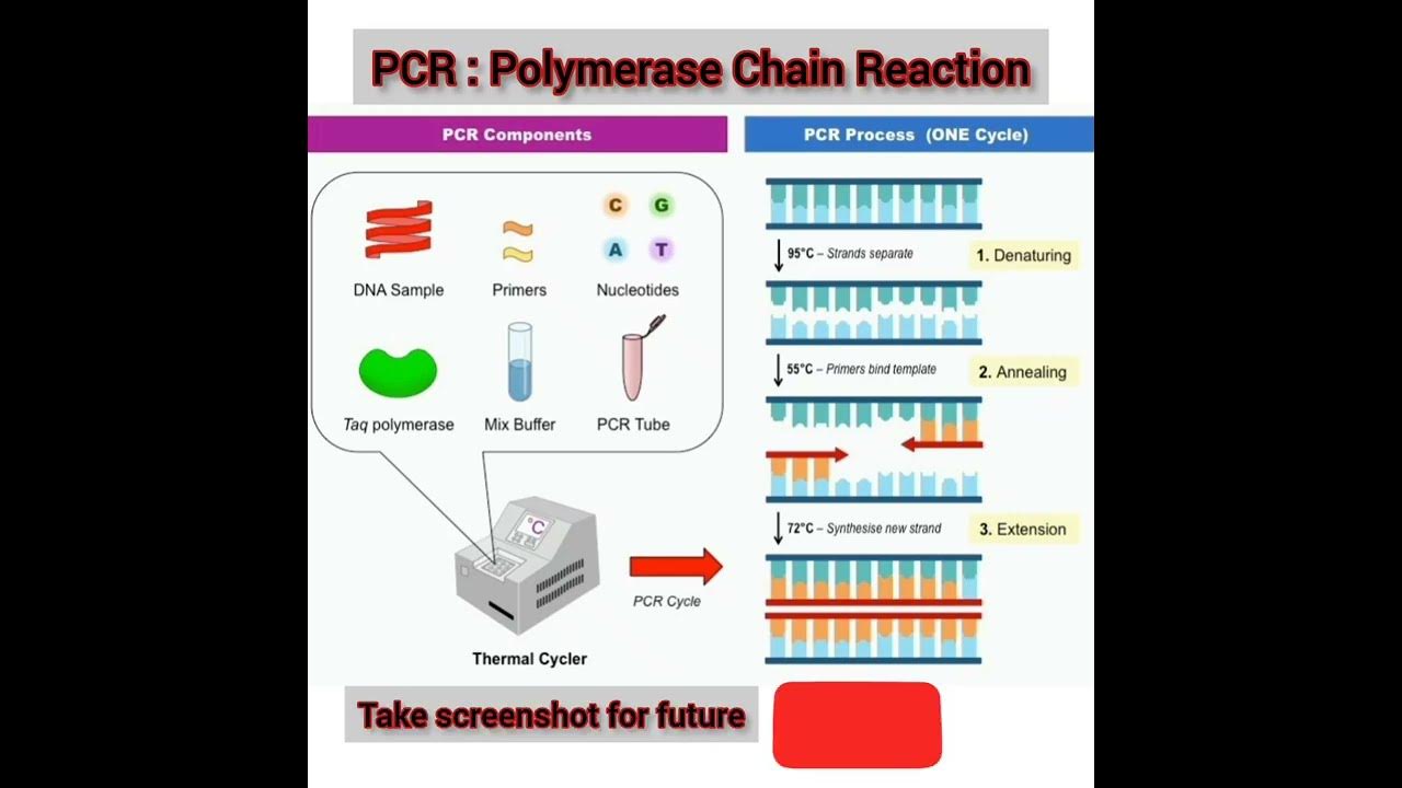 quick-easy-pcr-full-form-procedure-youtube