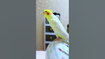 Thumbnail of Non stop Alarm clock😄⏰🦜 #cockatielscraze