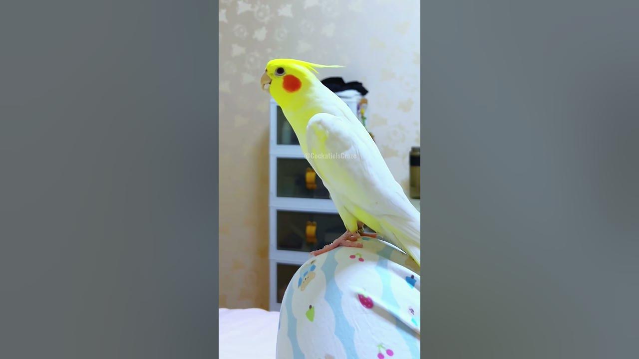 Non stop Alarm clock😄⏰🦜 #cockatielscraze