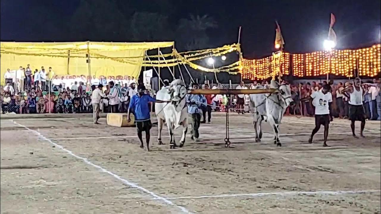 6.Yarrasani subbaiah garu pamidimarru vari category bulls...in ...