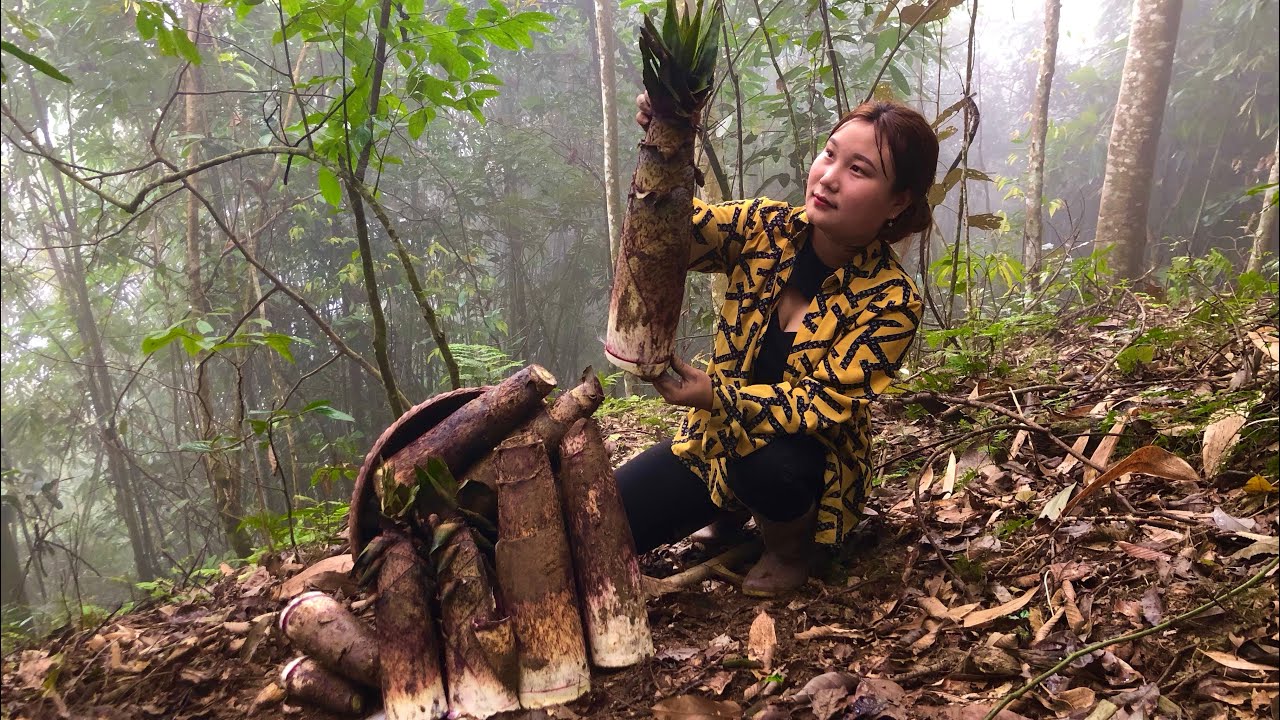 Going into the deep forest to find giant bamboo shoots in the early ...