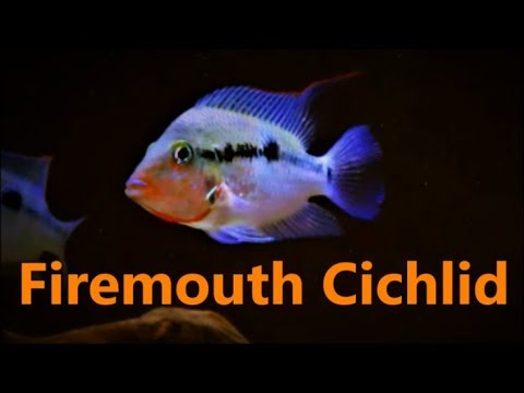 south american cichlid tank mates Fire Mouth Cichlid Care & Tank Set up Guide