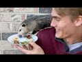 My pet opossum bites me