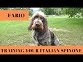 Fabio - Training Your Italian Spinone - 4 Weeks Residential Dog Training