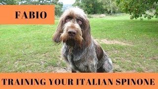 Fabio  Training Your Italian Spinone  4 Weeks Residential Dog Training