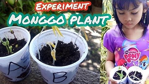 5 Days Experiment Monggo Plant Science Performance Task  with Lil MissTapia #Monggoseeds #experiment