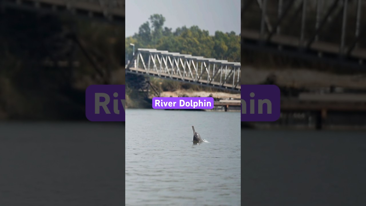 Ganges river dolphin at Katwa
